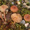Omphalina pyxidata, Rotbrauner Nabeling